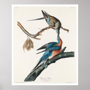Pombo de Passageiro por Poster de Audubon