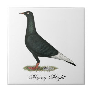 Pombo do preto do vôo do vôo