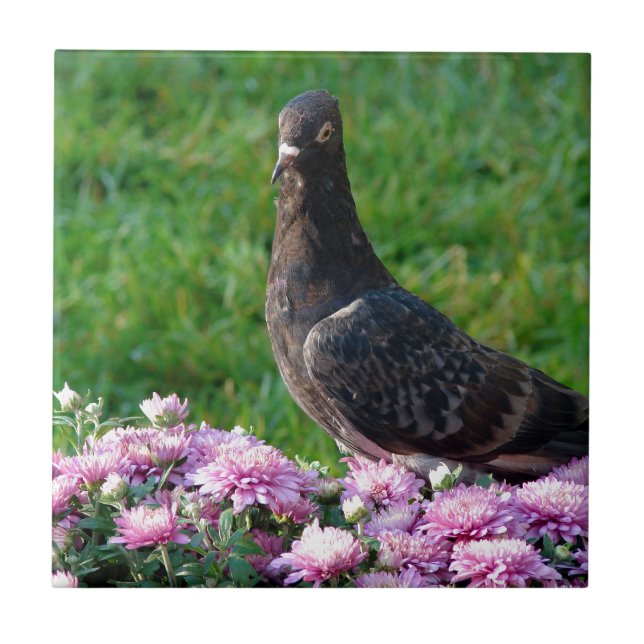 Pombo e Mães (Frente)