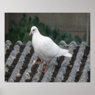 Pombo-pombo - Impressão