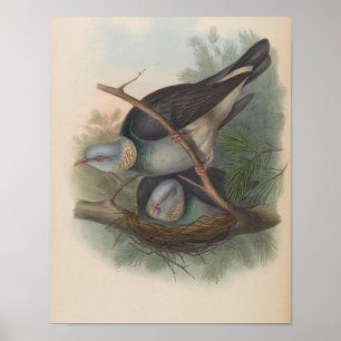 Pombo-Torcaz-Columbino por John Gould Impressão