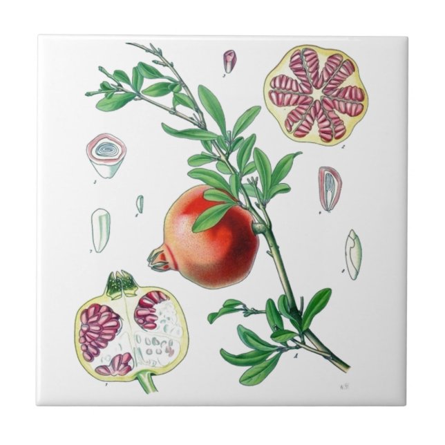 Pomegranato (Frente)