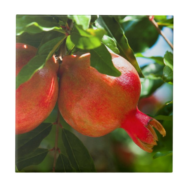 Pomegranato (Frente)