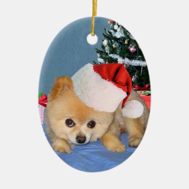 Pomeranian no ornamento do chapéu do papai noel (Frente)