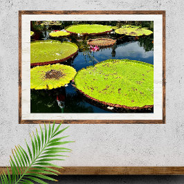 Pond & Leaves Puerto Vallarta Poster