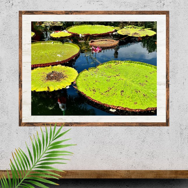 Pond & Leaves Puerto Vallarta Poster (Criador carregado)