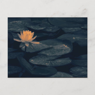 "Ponderação No Pond" - Cartão Postal