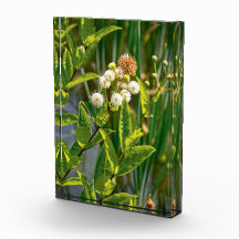 Pondside Elegance: Flor no Sangue