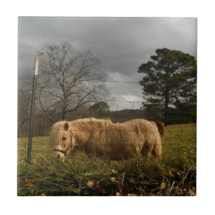 Pônea Loura Miniatura / Cavalo