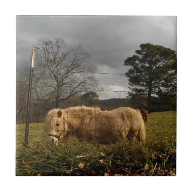 Pônea Loura Miniatura / Cavalo (Frente)