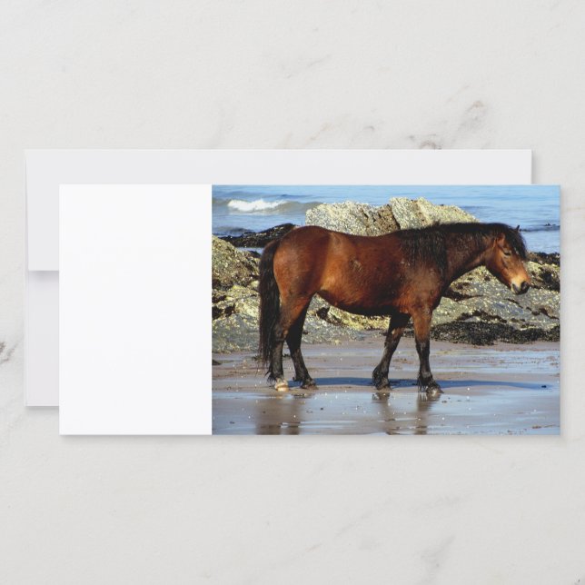 pônei Daxrtmoor na praia remota no sul de Devon (Frente)