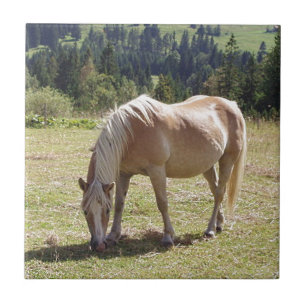 Pônei do Palomino de Haflinger na foto verde do