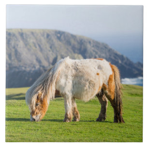 Pônei Shetland em Pastagem Perto de Falésias Altas