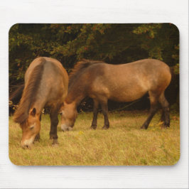 Pôneis Mousepad de Exmoor