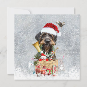 Ponteiro Com Cabelo, Natal De Cão
