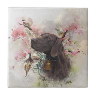 Ponteiro curto alemão