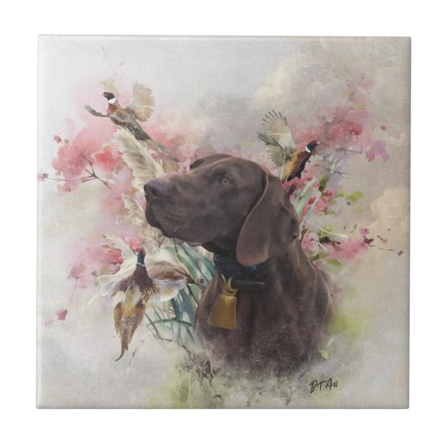 Ponteiro curto alemão (Frente)