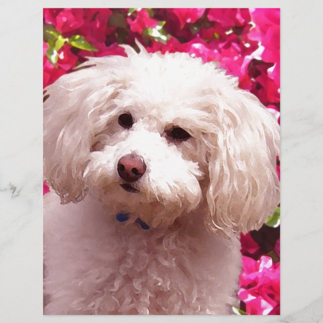 Poodle bonito (Frente)