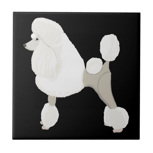 Poodle Branco de Exposição (Frente)
