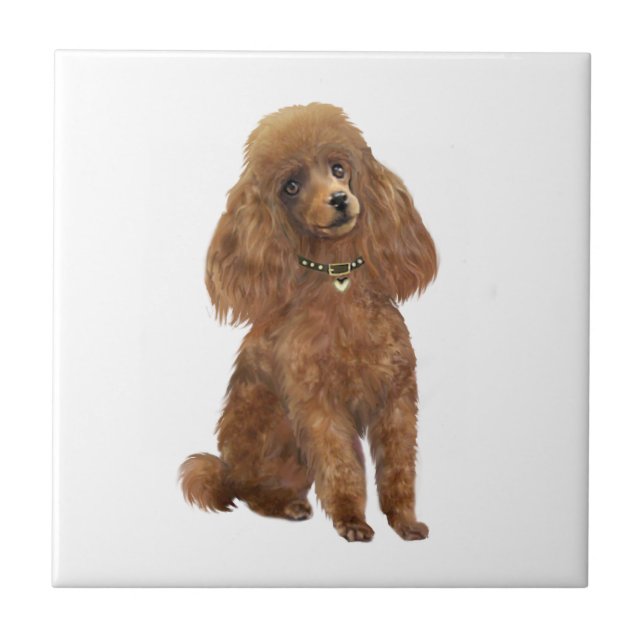 Poodle - Damasco (Frente)