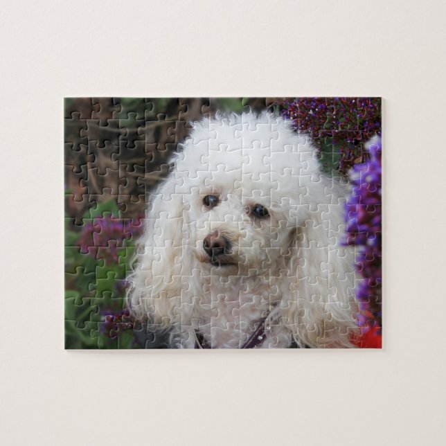 Poodle Dog quebra-cabeça (Horizontal)