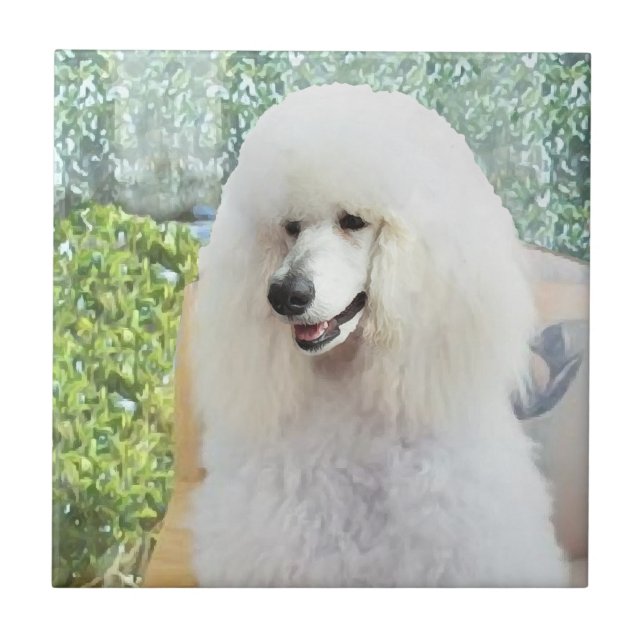 Poodle Padrão Branco (Frente)