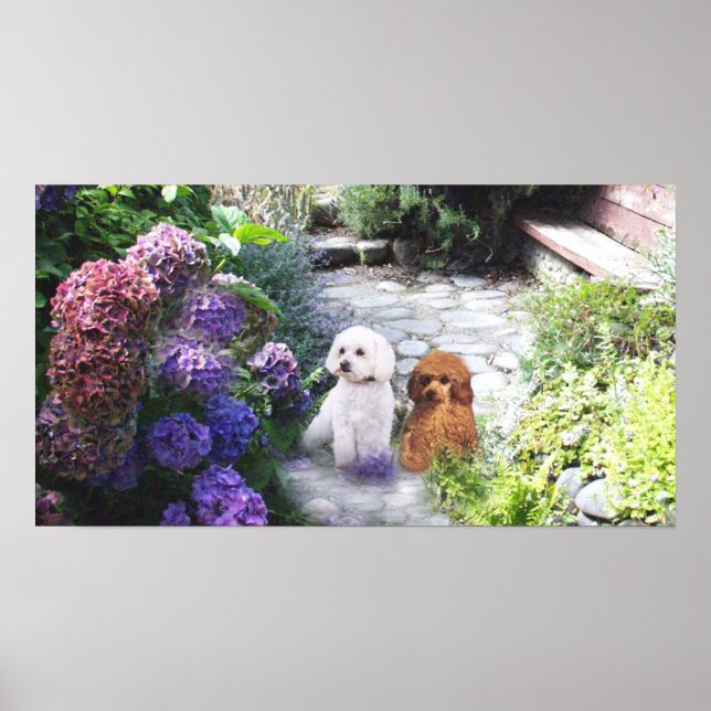 Poodle Poster Hydrangeas (Frente)