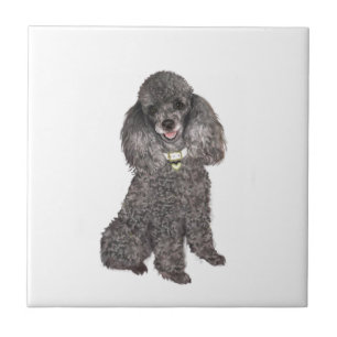 Poodle - Toy/Miniature Silver