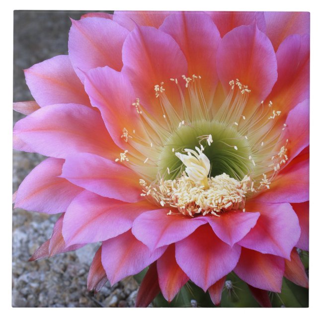 Pop de cacto rosa (Frente)