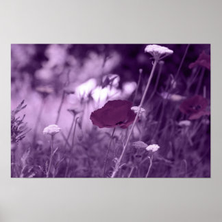 pop-i impressão púrpura