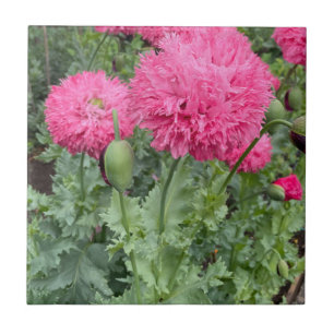 Pópias Pom Rosa