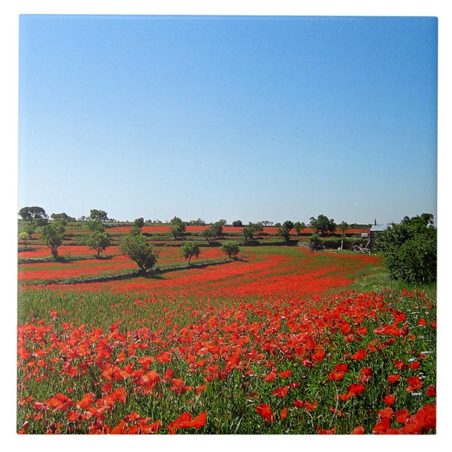 Poppies em Bloom (Frente)