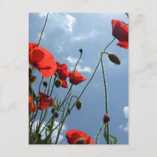 Poppies em Sol - cartão postal