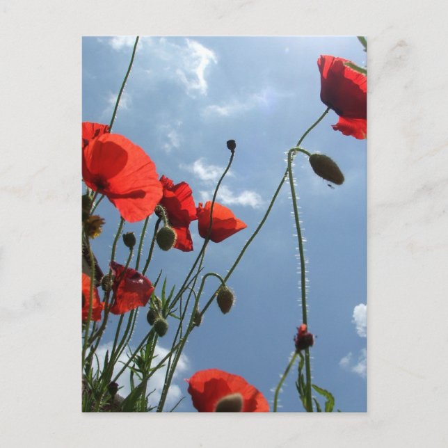 Poppies em Sol - cartão postal (Frente)
