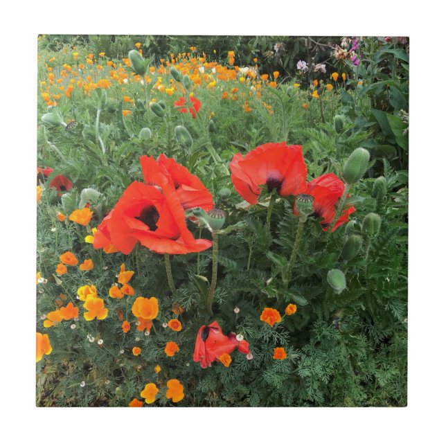Poppies em um Jardim Inglês (Frente)