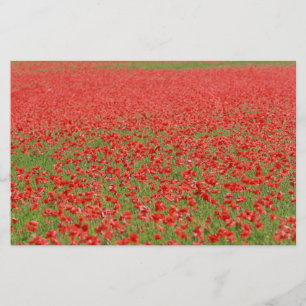 Poppies - milhares!