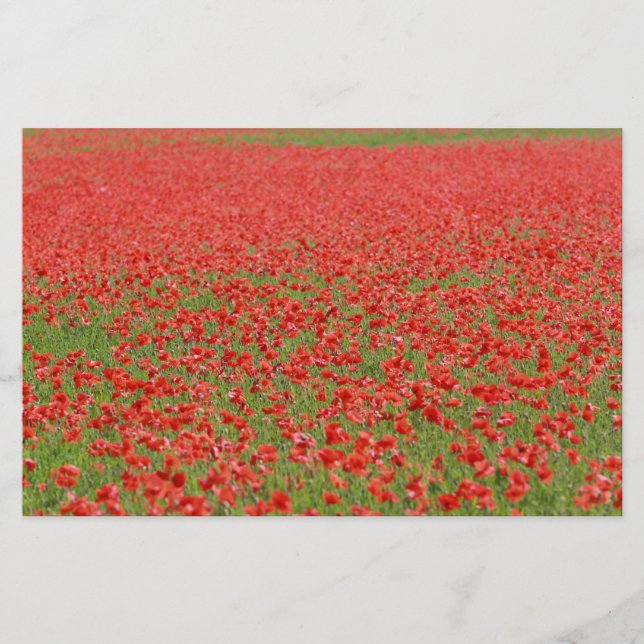 Poppies - milhares! (Frente)