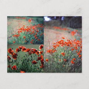 Poppies Montage   Cartão postal