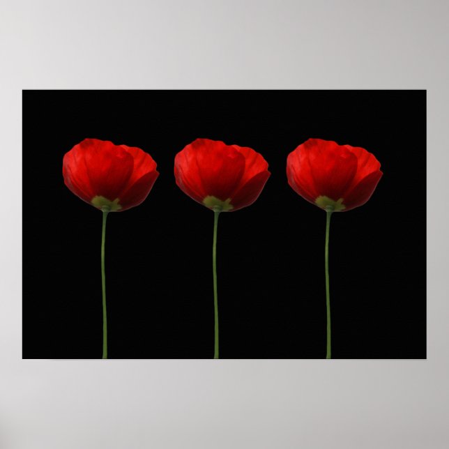 Poppies na Poster negra (Frente)