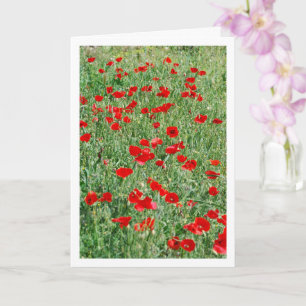 Poppies no Cartão de Campo