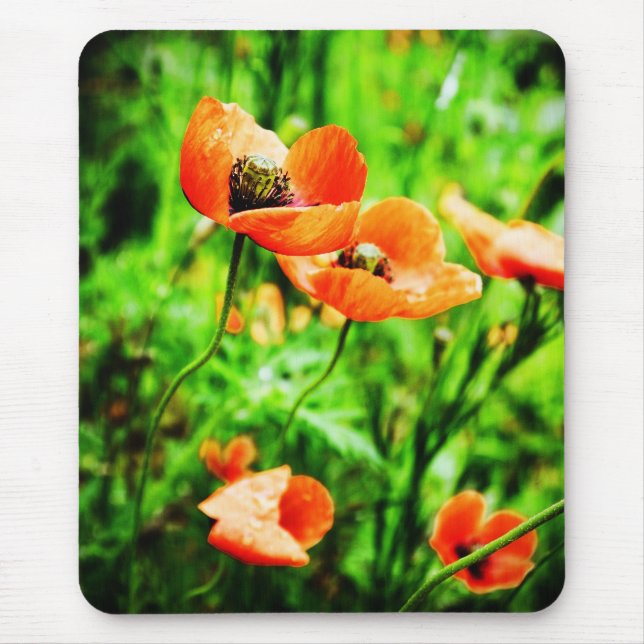 Poppies no Mousepad da Nova Zelândia (Frente)