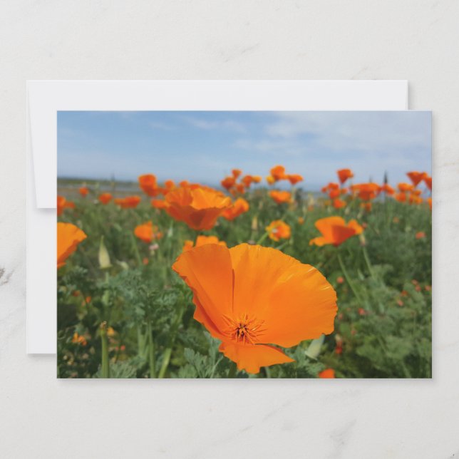 Poppies novamente (Frente)