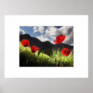 Poppies Poster