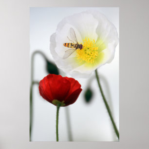 Poppies Poster