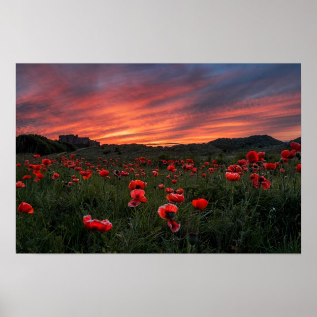 Poppies Poster (Frente)