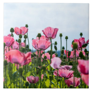 Poppies Rosa
