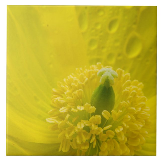 Poppy amarelo oriental (Frente)