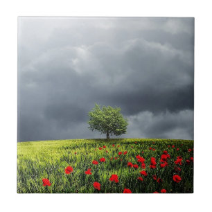 Poppy Field e Cloudy Sky