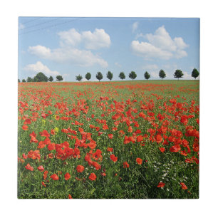 Poppy Field in Bloom