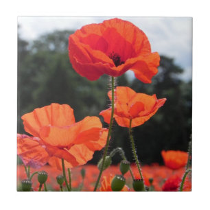 Poppy Field, Rosy Tangerine Flowers